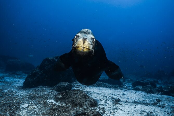 Private Trip Espiritu Santo Island - Logistics and Booking Details