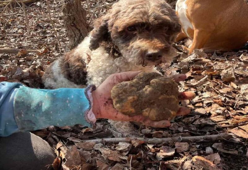 Private TruffleHunting Tour from Belgrade  Lunch with Wine - Frequently Asked Questions