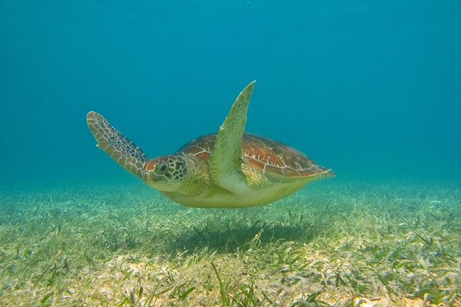 Private Tulum mayan ruins & Snorkel with Turtles in Akumal Adventure - Private Tulum Ruins and Akumal Snorkel Tour in a Nutshell