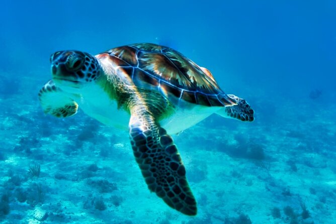 Private Tulum Mayan Ruins & Swimming with Turtles Experience - Discovering the Tulum Mayan Ruins with Expert Guidance