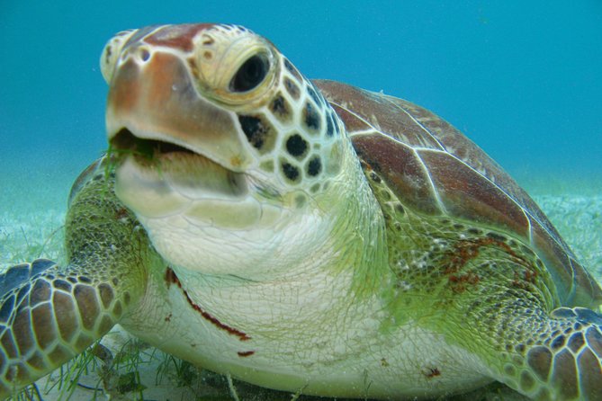 Private Turtle Discovery in Akumal - How the Tour Begins: Pickup and Transportation from Playa del Carmen