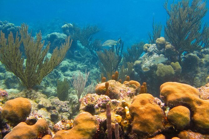 Private Turtle Discovery in Akumal - The Cost and What’s Included