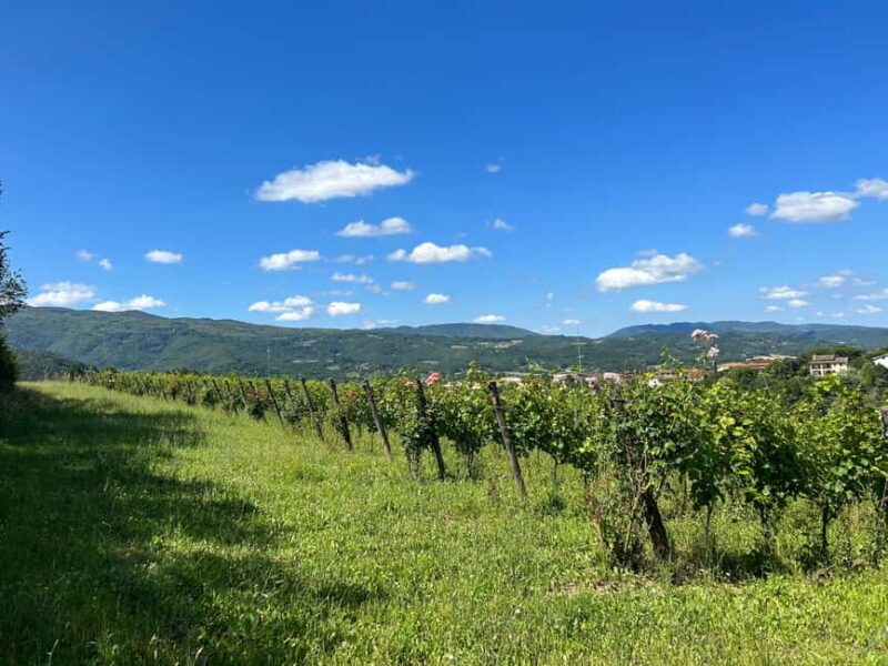 Private Tuscan Pinot Noir Tour with Lunch - Comparing to Other Tuscany Tours