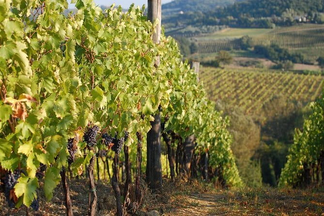 Private Tuscany Day Tour: San Gimignano and Chianti Wine Region from Florence - Key Points