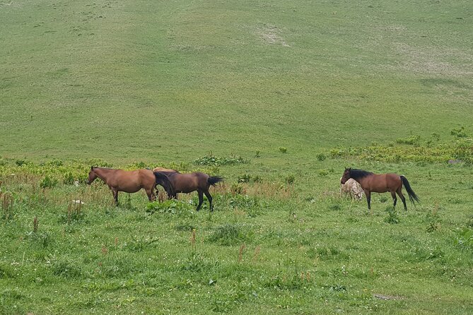 Private two days (one night) tour to Kazbegi and Juta with hikes - via Mtskheta. - Exploring Juta and Its Mountain Trails