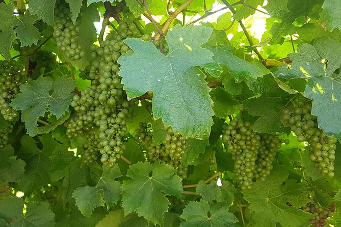 Private Txakoli Wine Tour through the Coast from San Sebastian - Key Points