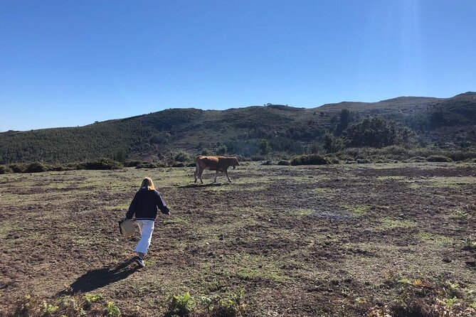 Private Typical Portuguese Picnic in Serra de Monchique - Starting Point and Booking Details in Faro