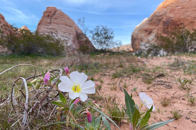 Private Valley of Fire Hiking and Sightseeing Adventure - Expert Guides and Personalized Service