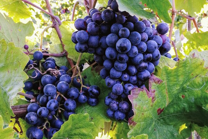 Private Vienna Woods Wine Tour - Winter Visits to Austria’s Oldest Wineries and Indoor Tastings