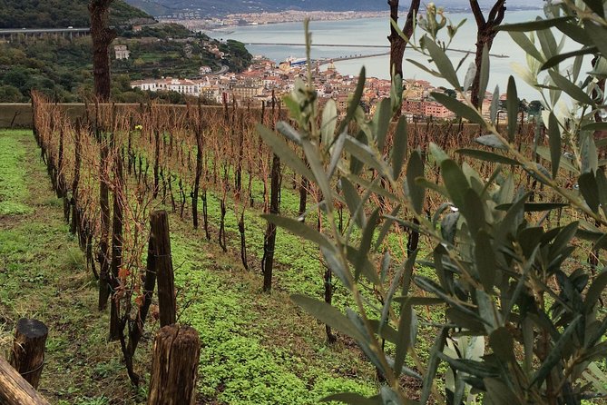 Private Vineyard Visit: Wine Tasting, Local Delicacies & Ceramics - Exploring Vietri Sul Mare for Its Famous Ceramics