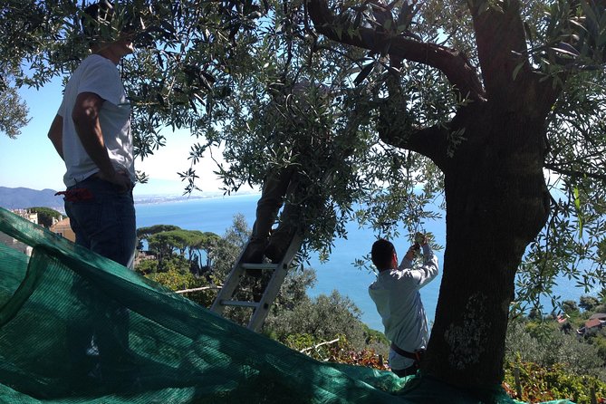 Private Vineyard Visit: Wine Tasting, Local Delicacies & Ceramics - Logistics and Booking Details