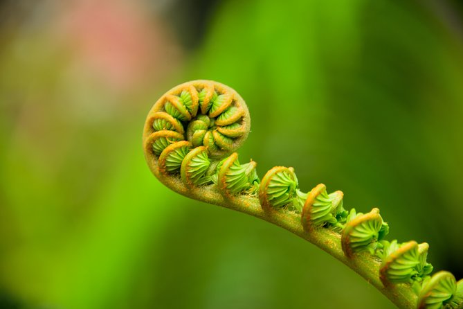 Private VIP Adventure from Kona or Waikoloa - Marvel at Punaluu Black Sand Beach