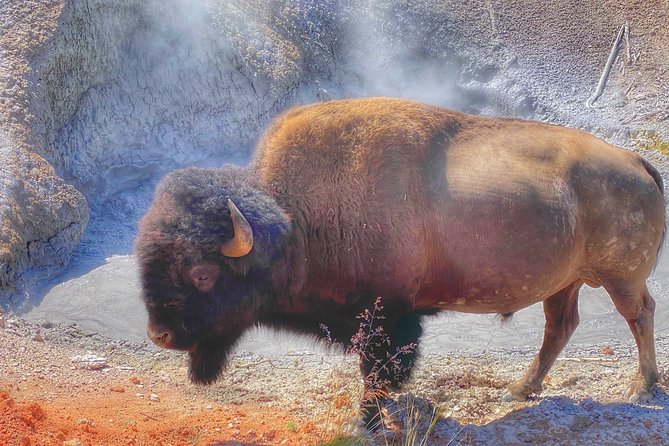 Private VIP Boutique Yellowstone Day Tour from Gardiner MT - Discover Yellowstone with a Private VIP Day Trip from Gardiner, Montana