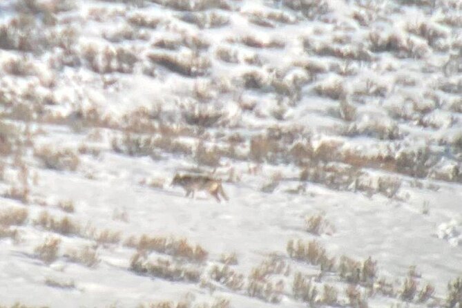 Private/VIP Wildlife Winter Safari of Yellowstone - Limitations and Considerations