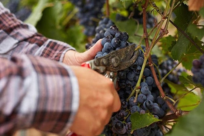 Private visit to the cellars of Etna with wine tasting - Key Points