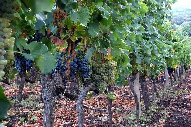 Private visit to the cellars of Etna with wine tasting - Practical Details: Meeting Points, Duration, and Booking Tips