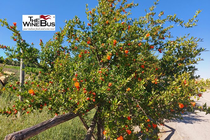 Private Vulture Wine Tour from MATERA with sommelier - Key Points