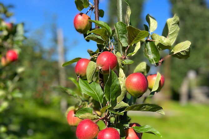 Private Waterfalls and Wonders Tour in Norway - Visiting the Famous Steinsdalsfossen Waterfall