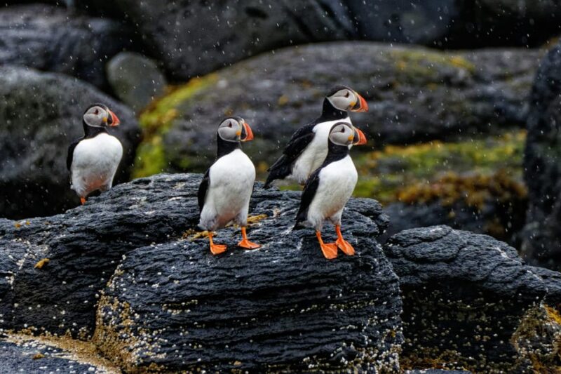Private Westman Islands with Puffins and Belugas (Up to 8p) - Exploring the Westman Islands: A Private Tour from Reykjavik