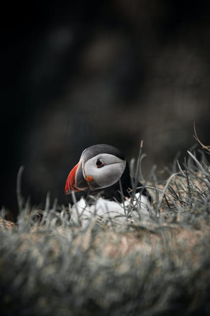 Private Westman Islands with Puffins and Belugas (Up to 8p) - The Unique Experience at Stórhöfði