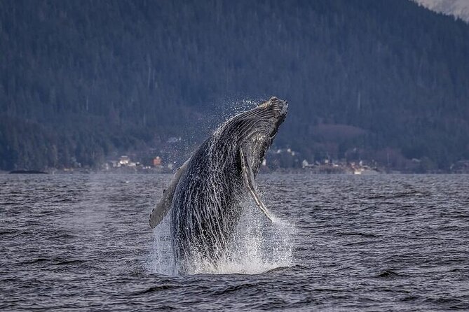 Private Whale and Wildlife Viewing - Discover the Private Whale and Wildlife Viewing Tour in Hoonah