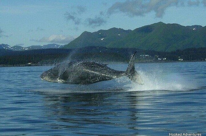 Private Whale and Wildlife Viewing - The 3-Hour Itinerary at Icy Strait Point
