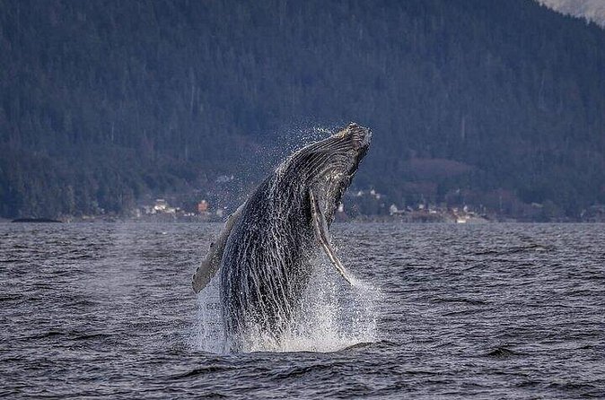 Private Whale and Wildlife Viewing - Weather and Cancellation Policies