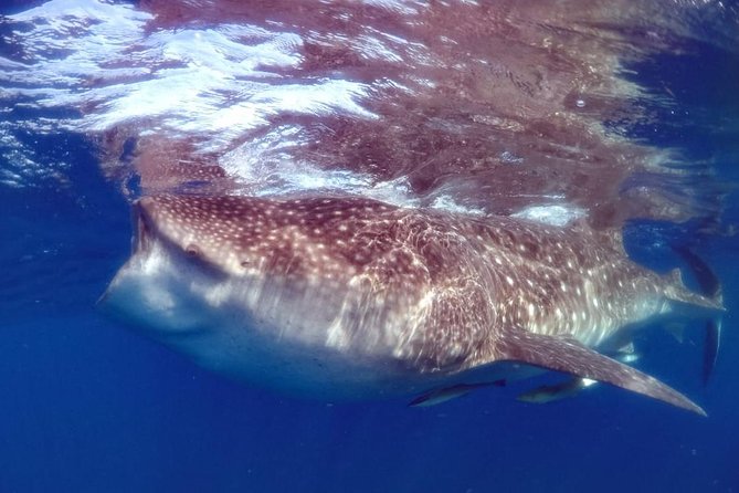 Private Whale shark Ecofriendly tour from Cancun - Detailed Itinerary and Stop Breakdown