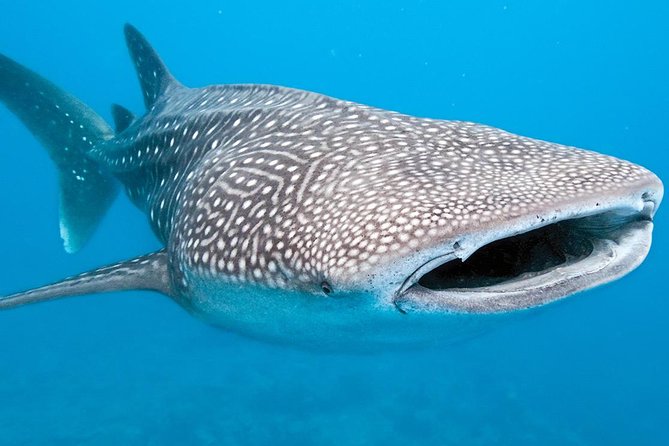 Private Whale shark Ecofriendly tour from Cancun - Why This Tour Is a Top Choice for Marine Life Enthusiasts