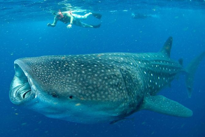 Private Whale shark Ecofriendly tour from Cancun - The Sum Up: Perfect for Dedicated Marine Life Explorers
