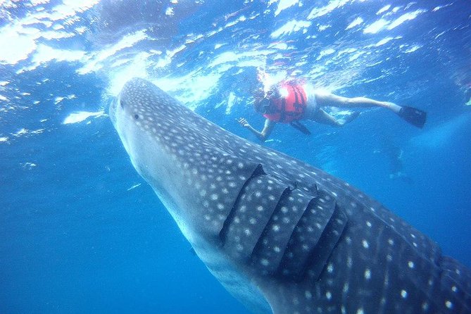 Private Whale Shark Ecofriendly Tour from Riviera Maya - Key Points