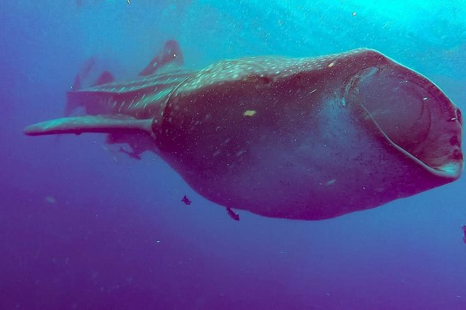 Private Whale Shark Ecofriendly Tour from Riviera Maya - The Role of the Naturalist Guide in the Tour