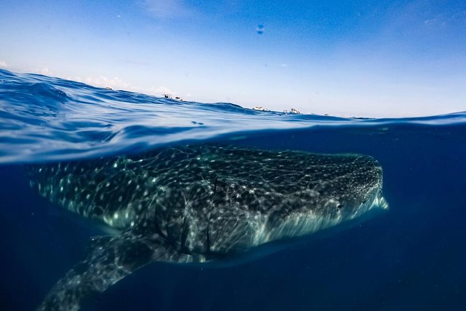 Private Whale Shark Ecofriendly Tour from Riviera Maya - What Makes This Tour Stand Out from Others