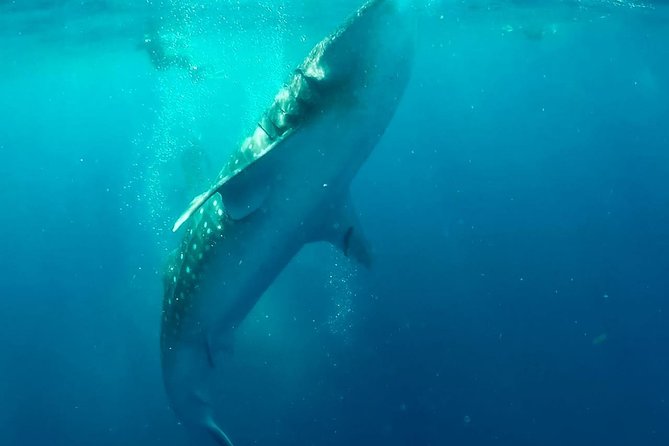 Private Whale Shark Ecofriendly Tour from Riviera Maya - The Ecofriendly Commitment of EcoColors Mexico