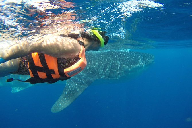 Private Whale Shark Tour from Cancun - Starting from Cancun with Private Transportation and Hotel Pickups