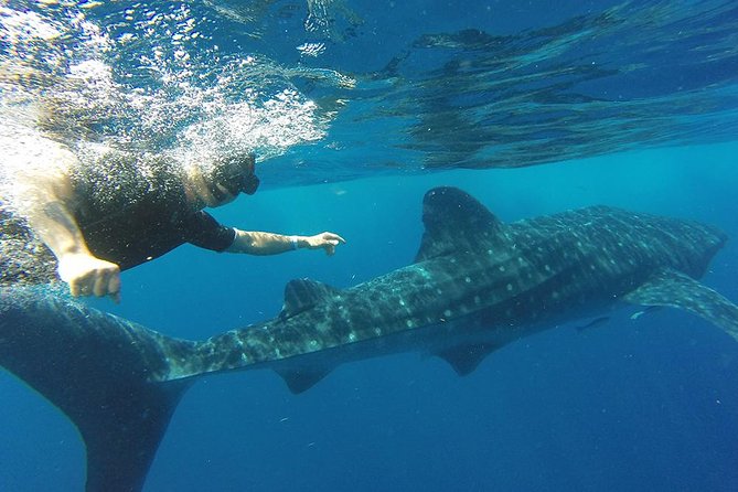 Private Whale Shark Tour from Cancun - All-Inclusive Snacks, Drinks, and Equipment