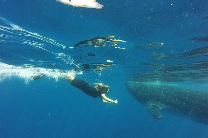 Private Whale Shark Tour from Cancun - Guided Insights into Marine Life and Local Environment