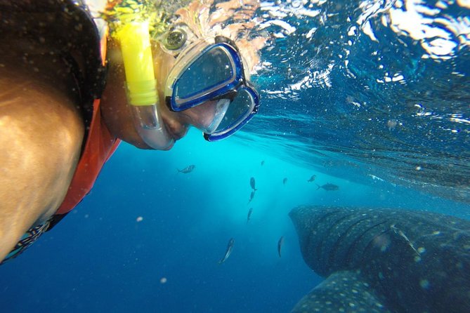 Private Whale Shark Tour from Cancun - Costs, Fees, and Booking Details