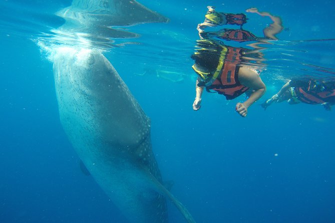 Private Whale Shark Tour from Playa del Carmen - Key Points