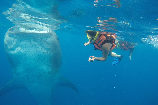 Private Whale Shark Tour from Playa del Carmen - The Return Journey and Hotel Drop-Off