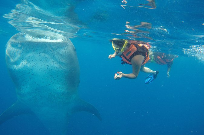 Private Whale Shark Tour from Playa del Carmen - Additional Costs and Fees to Keep in Mind