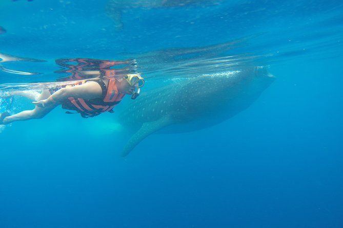 Private Whale Shark Tour from Playa del Carmen - Logistics: Meeting Points and Timing