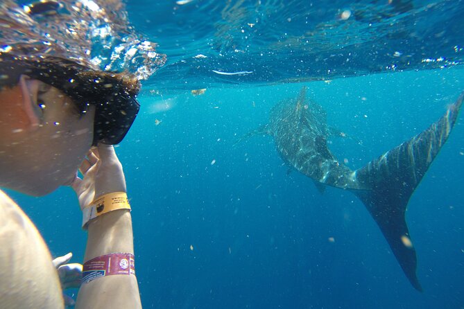 Private Whale Shark Tour from Playa del Carmen - What Sets This Tour Apart: Exclusivity and Eco-Conscious Focus