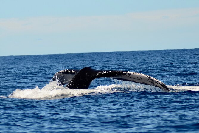 Private Whale Watch and Snorkel off Kaua'i - Easy Access from Kikiaola Small Boat Harbor
