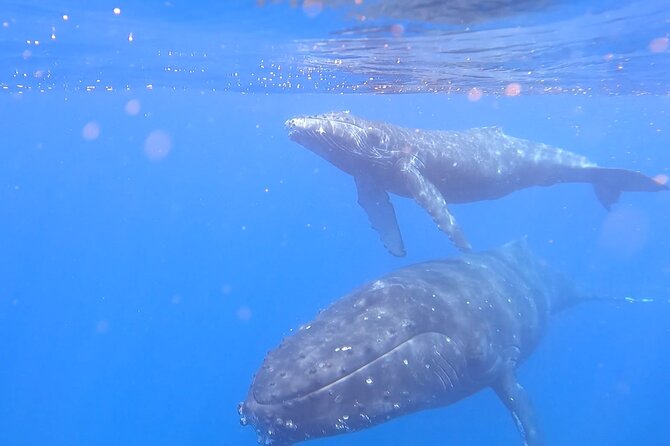Private Whale Watch and Snorkel off Kaua'i - What’s Included and What’s Not