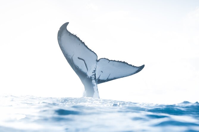 Private Whale Watching Activity - Private Whale Watching in Oahu: An Intimate and Educational Experience