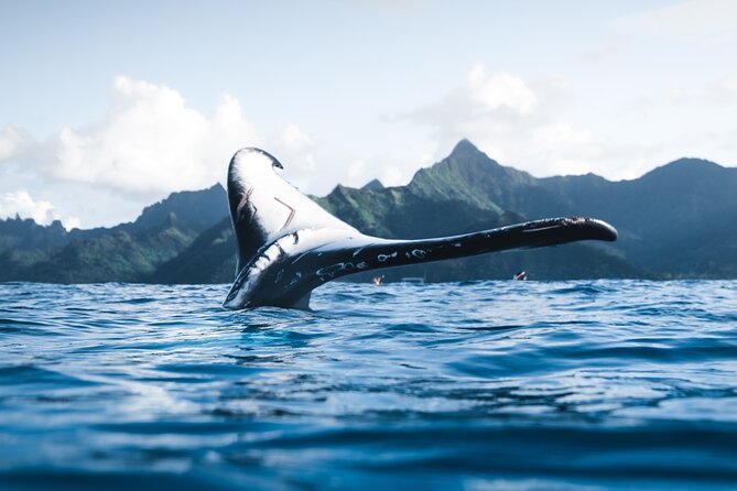 Private Whale Watching Activity - Key Points
