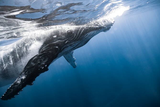 Private Whale Watching Activity - The 2-Hour Offshoring for Whale Encounters