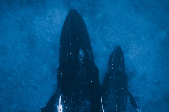 Private Whale Watching Activity - Educational Highlights and Cultural Insights