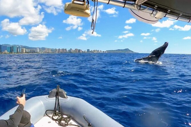 Private Whale Watching Adventure - Key Points